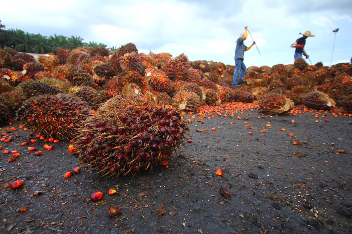 Kuartal I-2024, Emiten Sawit Sumber Tani Agung Resources Cetak Pertumbuhan Laba Bersih 43,8 Persen